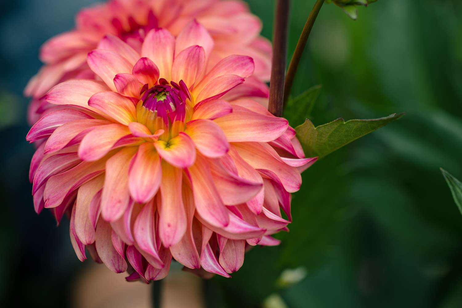 Dahlie 'Belfloor'